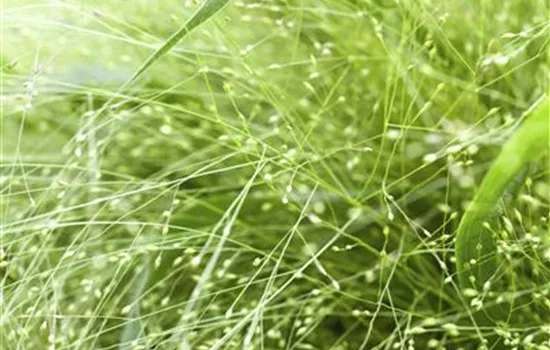 Panicum virgatum 'Black Company'