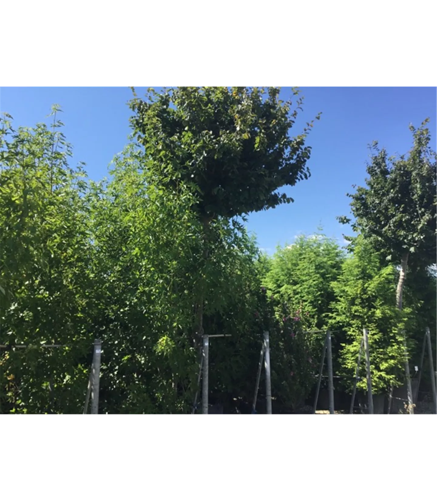 Parrotia persica dachförmig