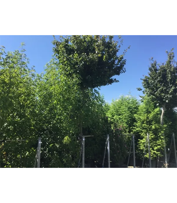 Parrotia persica dachförmig
