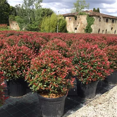Container 60 - 70 - Glanzmispel - Photinia fraseri (x) 'Red Robin' Kugel