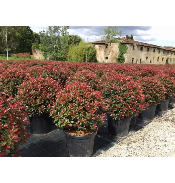 Glanzmispel - Photinia fraseri (x) 'Red Robin' Kugel