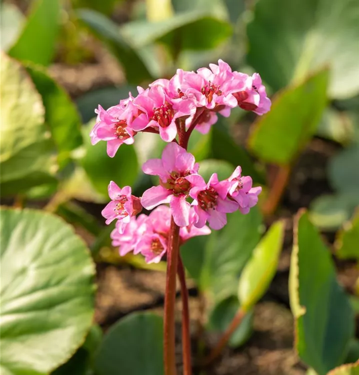Bergenia 'Pink Dragonfly'