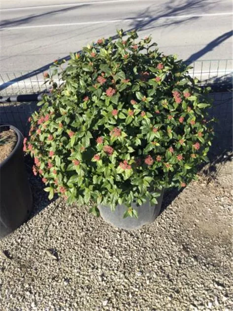 Viburnum tinus kugelfrmig, Immergrner Schneeball