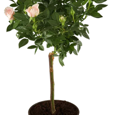 Hochstamm im Container - Rosa Hochstamm rosa