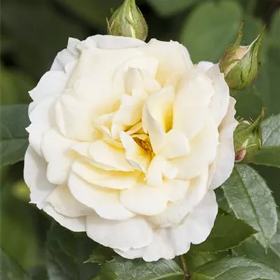 Hochstamm im Container - Polyantharose - Polyantharose gelb