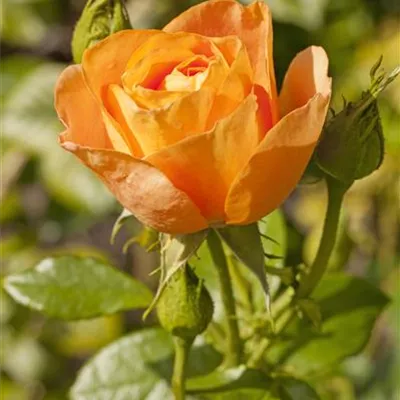 Hochstamm im Container - Polyantharose - Polyantharose orange