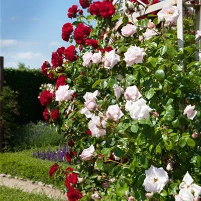 im Container - Kletterrose - Rosa (Kletterrose) 'Bobby James'