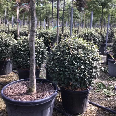 im Container 60 - 70cm - Ölweide - Elaeagnus ebbingei kugelförmig