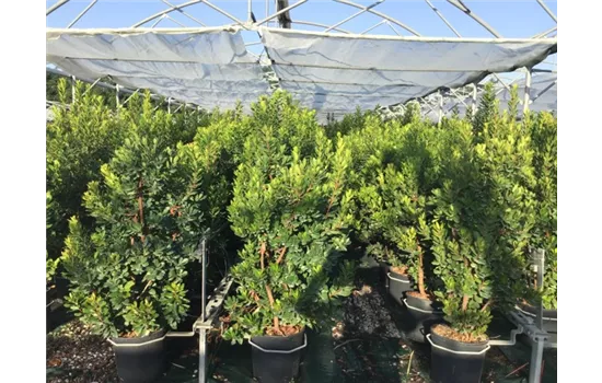 Arbutus unedo