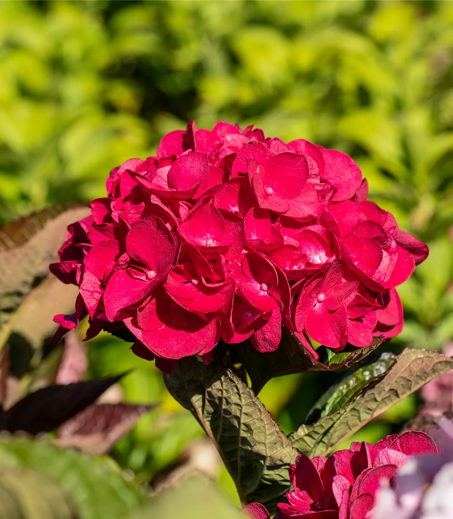 Hydrangea macrophylla 'Masja'