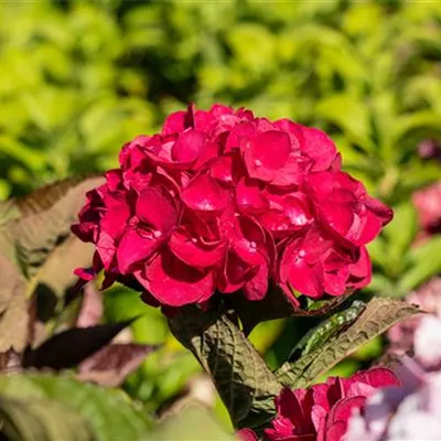 Topfgrösse 4 Liter - Hortensie - Hydrangea macrophylla 'Masja'