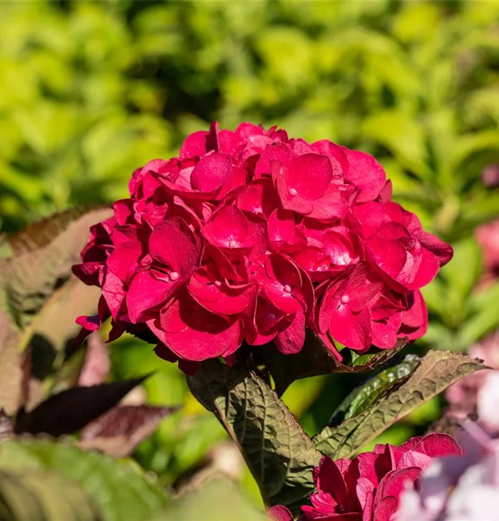 Hortensie - Hydrangea macrophylla 'Masja'