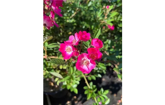 Rosa (Strauchrose) 'Mozart'