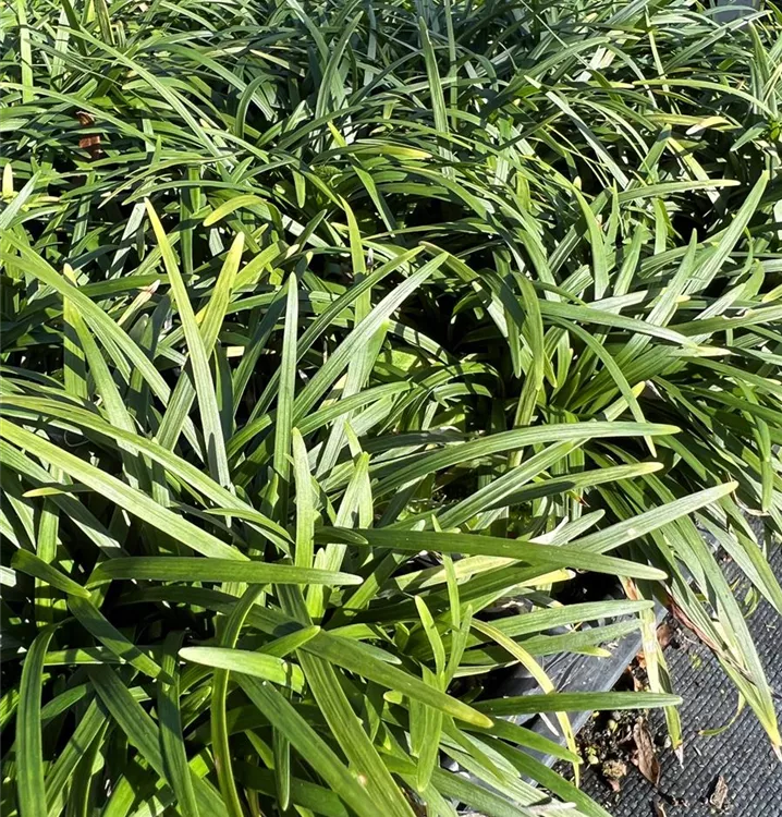 Lilienrasen, Schlangenbart - Ophiopogon japonicus 'Minor'