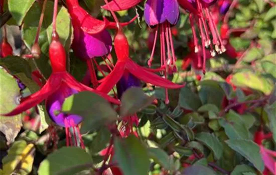 Fuchsia 'Mrs.Popple'
