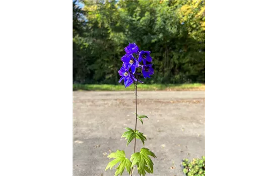 Delphinium (Pacific-Gruppe) 'King Arthur'