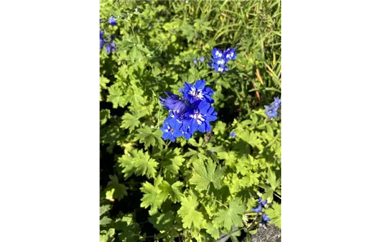 Delphinium (Pacific-Gruppe) 'Blue Bird'
