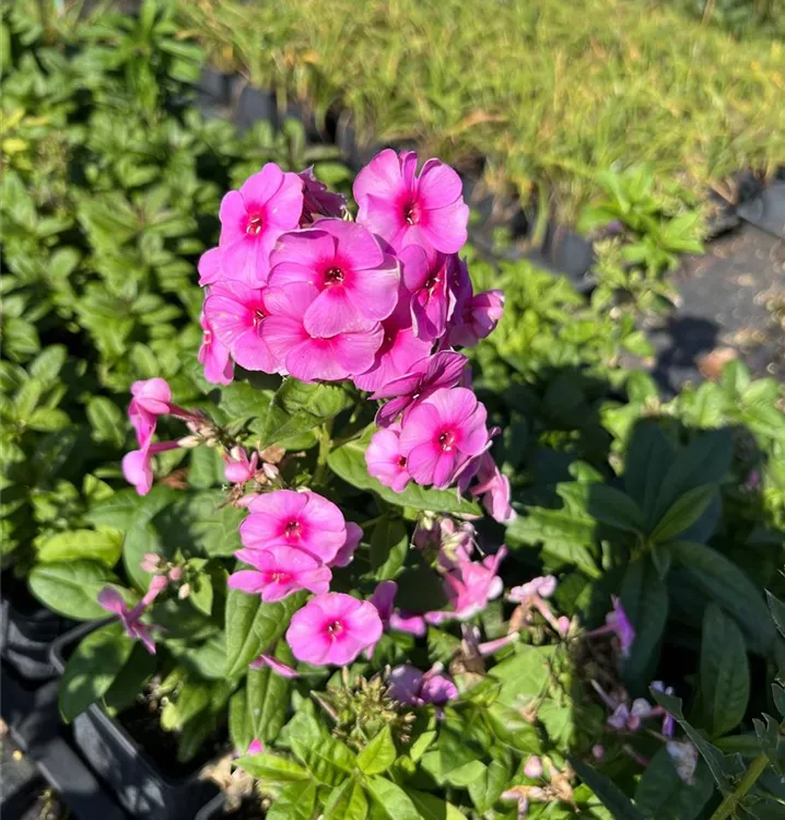 Flammenblume 'Adessa® Rose Eye' - Phlox 'Adessa Rose Eye'