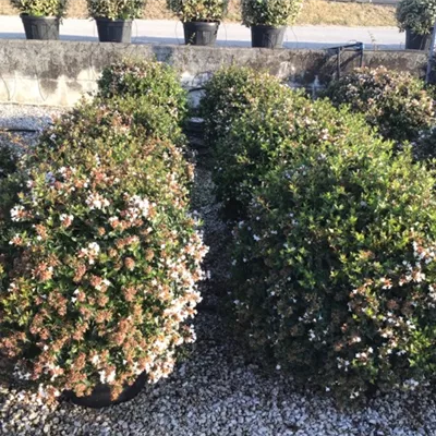 im Container 30 - 40 - Abelie - Abelia grandiflora (x) kugelförmig