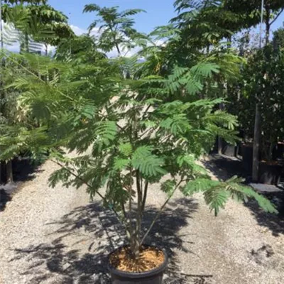 im Container 150 - 175 - Schlafbaum - Albizia julibrissin im Container 150 - 175 - Schlafbaum - Albizia julibrissin