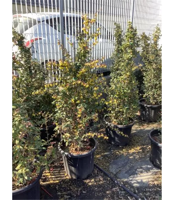 Berberis julianae