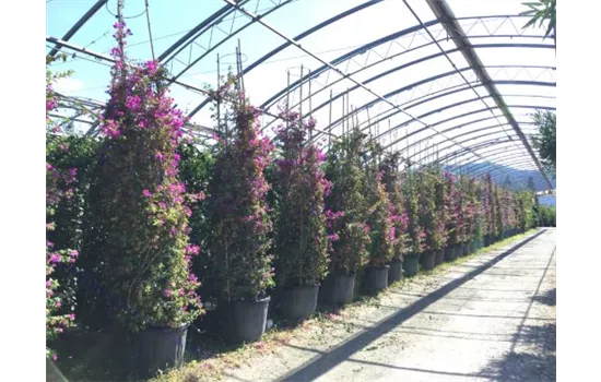 Bougainvillea spectabilis