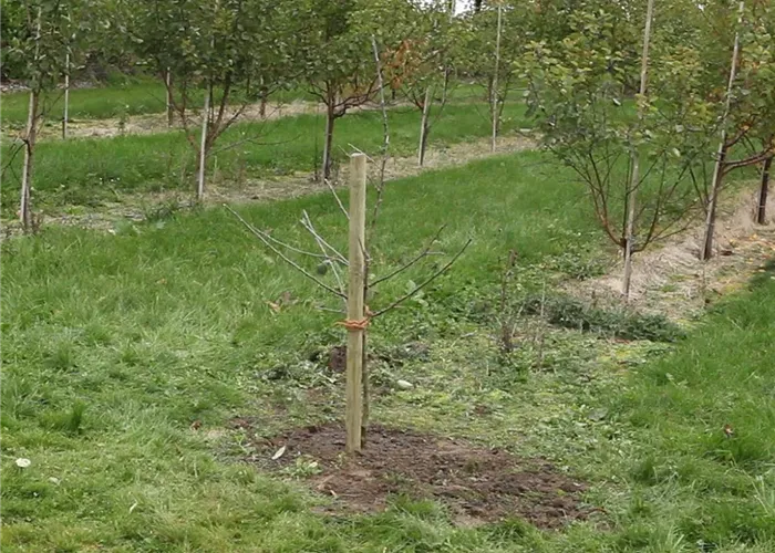 Pflanzanleitung Obstbaum wurzelnackt