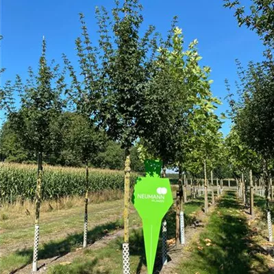 H 3xv mDb 14- 16 - Feldahorn 'Elsrijk' - Acer campestre 'Elsrijk' - Collection