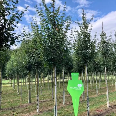 H 3xv mDb 16- 18 - Feldahorn 'Elsrijk' - Acer campestre 'Elsrijk' - Collection