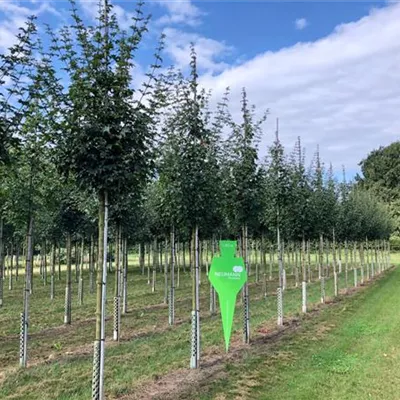 H 3xv mDb 16- 18 - Feldahorn 'Elsrijk' - Acer campestre 'Elsrijk' - Collection