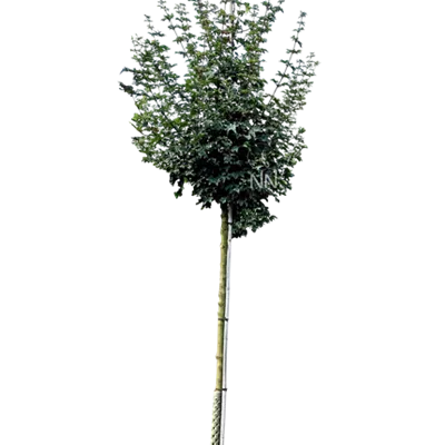 H 3xv mDb 16- 18 - Feldahorn 'Elsrijk' - Acer campestre 'Elsrijk' - Collection