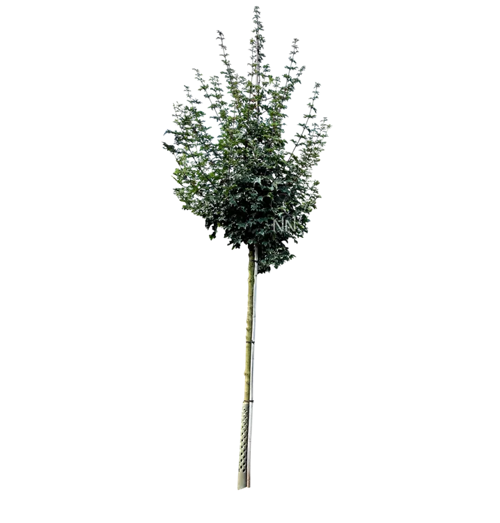 Feldahorn 'Elsrijk' - Acer campestre 'Elsrijk' - Collection