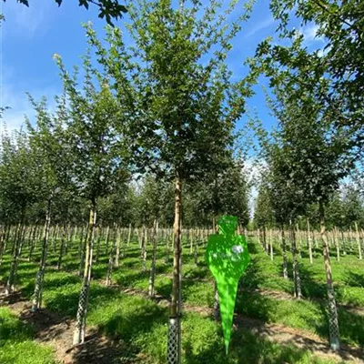 H 3xv mDb 16- 18 - Feldahorn 'Elsrijk' - Acer campestre 'Elsrijk' - Collection