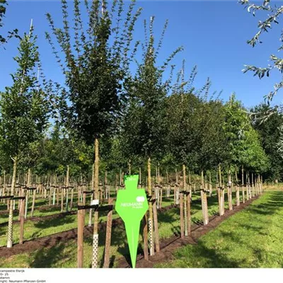 H 3xv mDb 18- 20 - Feldahorn 'Elsrijk' - Acer campestre 'Elsrijk' - Collection