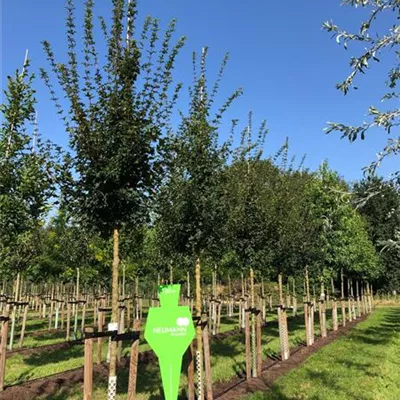 H 3xv mDb 18- 20 - Feldahorn 'Elsrijk' - Acer campestre 'Elsrijk' - Collection