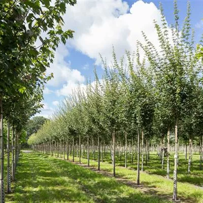 H 3xv mDb 18- 20 - Feldahorn 'Elsrijk' - Acer campestre 'Elsrijk' - Collection