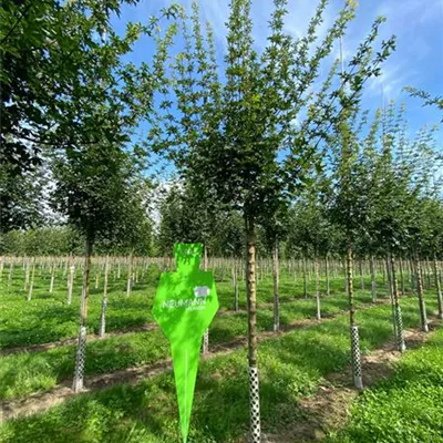 H 3xv mDb 18- 20 - Feldahorn 'Elsrijk' - Acer campestre 'Elsrijk' - Collection