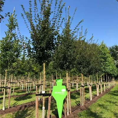 H 4xv mDb 20- 25 - Feldahorn 'Elsrijk' - Acer campestre 'Elsrijk' - Collection