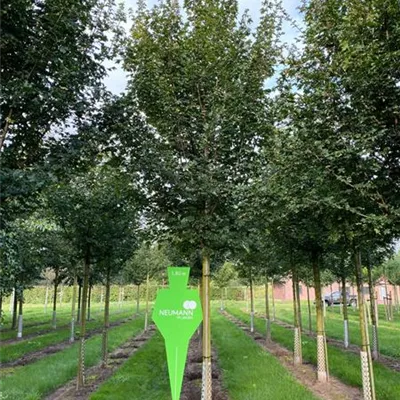 Sol Baum 4xv mDb 150-200 x 400-500 25- 30 - Feldahorn 'Elsrijk' - Acer campestre 'Elsrijk' - Collection