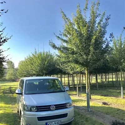 Sol Baum 4xv mDb 150-200 x 400-500 25- 30 - Feldahorn 'Elsrijk' - Acer campestre 'Elsrijk' - Collection