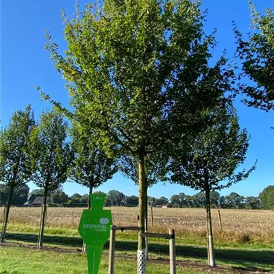 Sol Baum 4xv mDb 150-200 x 400-500 35- 40 - Feldahorn 'Elsrijk' - Acer campestre 'Elsrijk' - Collection