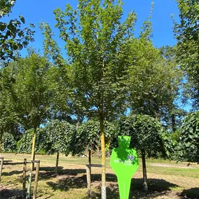 Sol Baum 4xv mDb 150-200 x 400-500 20- 25 - Feldahorn 'Elsrijk' - Acer campestre 'Elsrijk' - Collection