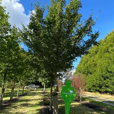 Sol Baum 5xv mDb 200-300 x 500-700 35- 40 - Feldahorn 'Elsrijk' - Acer campestre 'Elsrijk' - Collection