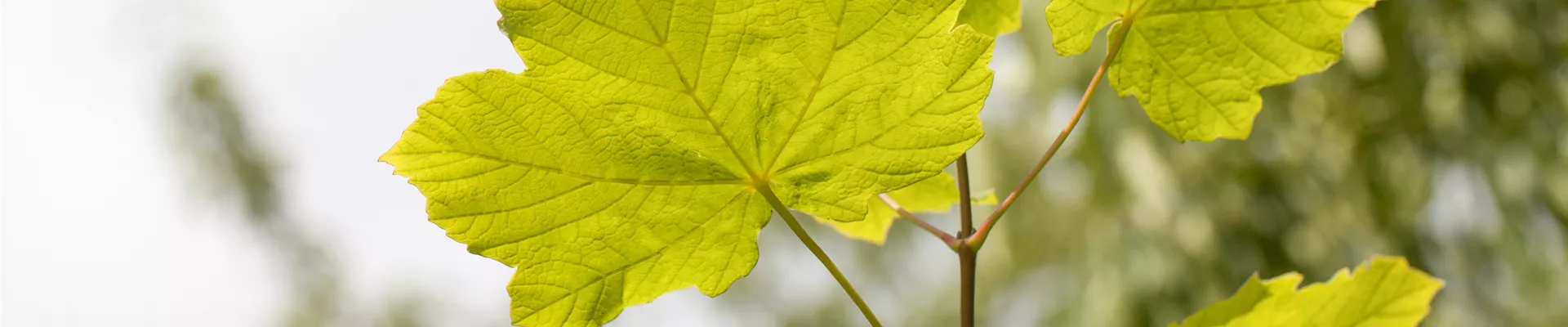 Bodendecker online kaufen | Bauer Baumschulen AG