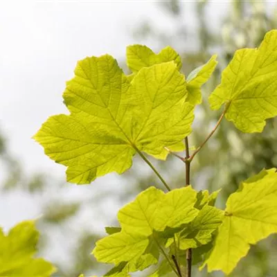 im Container 150 - 175 - Italienischer Ahorn - Acer opalus