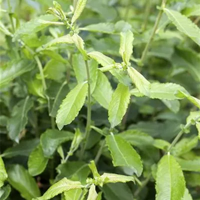 im Container 80 - 100 - Aschweide - Salix cinerea