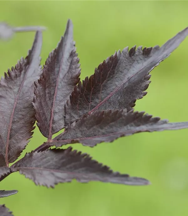Sambucus nigra 'Black Beauty'