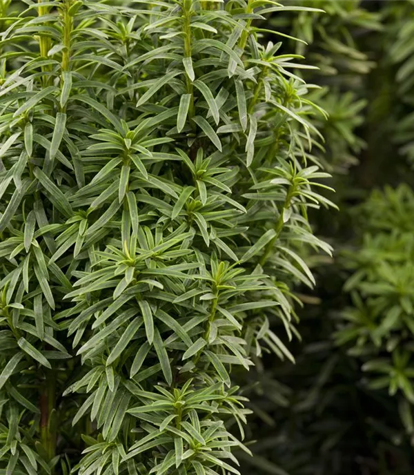 Taxus baccata 'David'