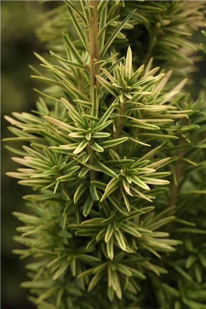 Taxus baccata 'David', Eibe
