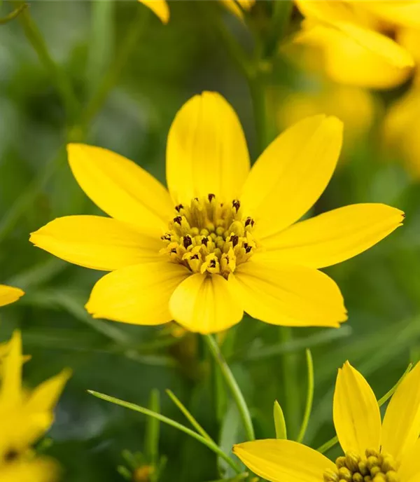 Coreopsis tripteris